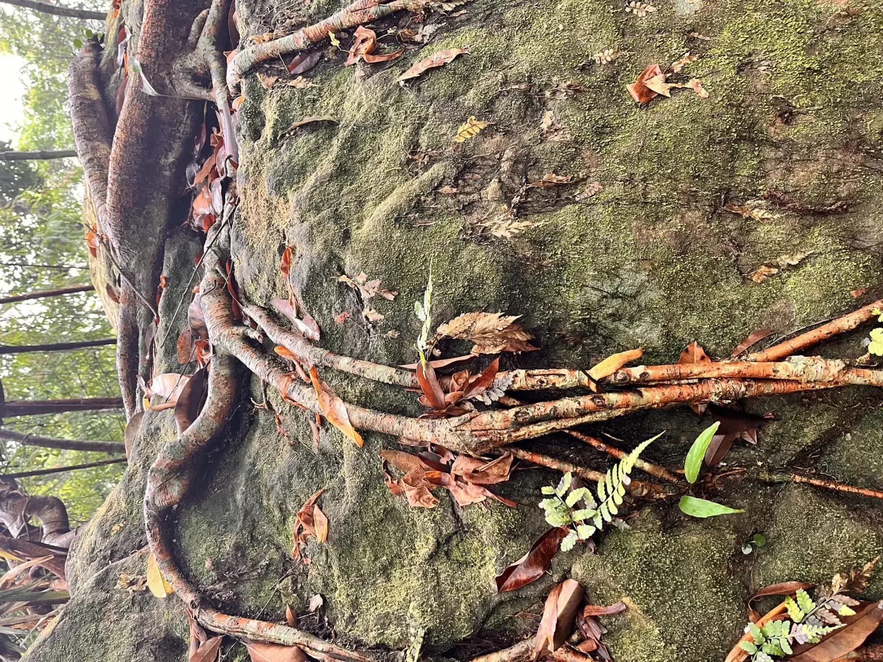 Forest School field imagery