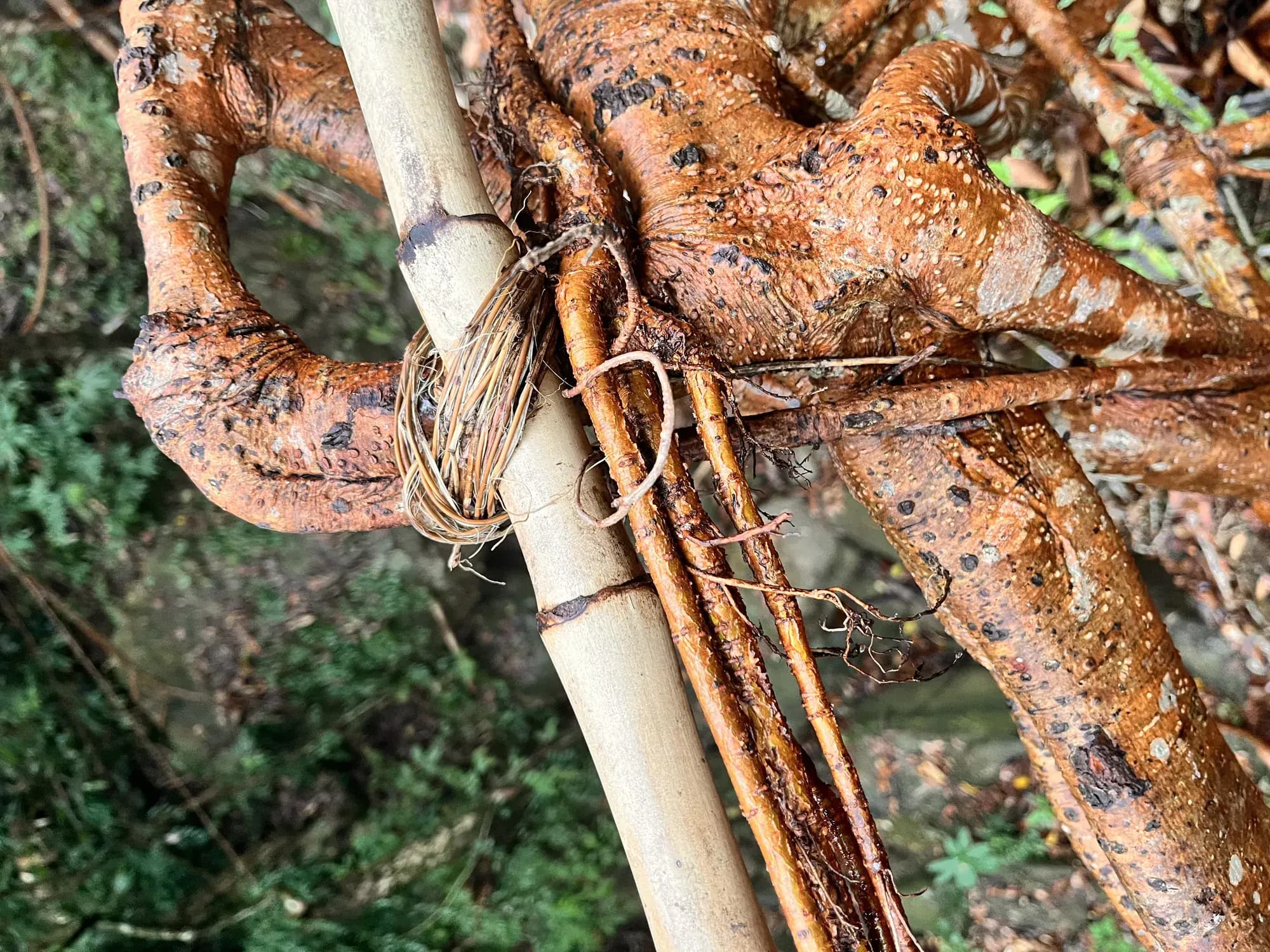 Forest School field imagery